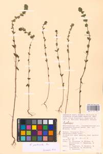 MHA 0 161 711, Euphrasia pectinata, Eastern Europe, Lower Volga region (E9) (Russia)