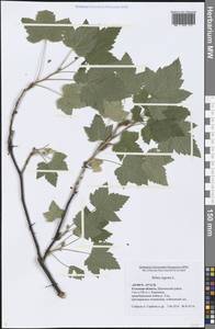 Ribes nigrum L., Eastern Europe, Central region (E4) (Russia)