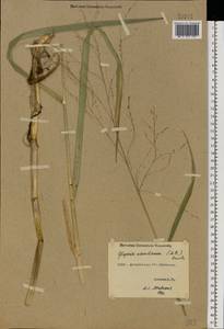 Glyceria arundinacea Kunth, Eastern Europe, Lower Volga region (E9) (Russia)