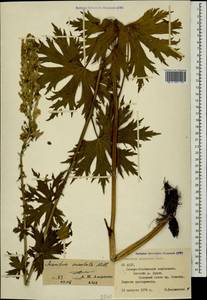 Aconitum orientale Mill., Caucasus, North Ossetia, Ingushetia & Chechnya (K1c) (Russia)