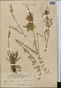 Silene chlorantha (Willd.) Ehrh., Middle Asia, Caspian Ustyurt & Northern Aralia (M8) (Kazakhstan)