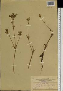 Silene aprica Turcz. ex Fisch. & C. A. Mey., Siberia, Russian Far East (S6) (Russia)