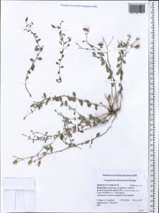 Campanula lehmanniana, Middle Asia, Pamir & Pamiro-Alai (M2) (Kyrgyzstan)
