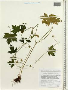 Geranium wlassovianum Fisch. ex Link, Siberia, Russian Far East (S6) (Russia)