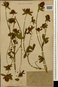 Trifolium ochroleucon subsp. ochroleucon, Caucasus, Black Sea Shore (from Novorossiysk to Adler) (K3) (Russia)