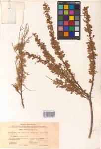 Tamarix laxa Willd., Eastern Europe, Lower Volga region (E9) (Russia)