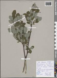 Salix starkeana Willd., Eastern Europe, Volga-Kama region (E7) (Russia)