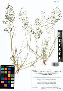 Eragrostis minor Host, Siberia, Baikal & Transbaikal region (S4) (Russia)