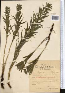 Lithospermum officinale L., Middle Asia, Northern & Central Kazakhstan (M10) (Kazakhstan)