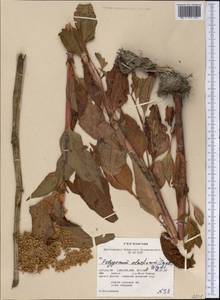 Koenigia lapathifolia (Cham. & Schltdl.) M. H. J. van der Meer, America (AMER) (United States)