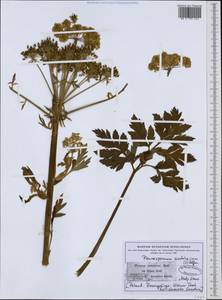 Pleurospermum austriacum (L.) Hoffm., Western Europe (EUR) (Poland)