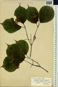 Viburnum wrightii Miq., Siberia, Russian Far East (S6) (Russia)