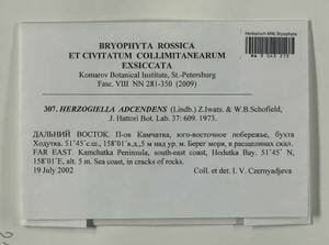 Aquilonium adscendens (Lindb.) Hedenäs, Schlesak & D. Quandt, Bryophytes, Bryophytes - Chukotka & Kamchatka (B21) (Russia)