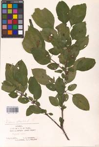 Rhamnus cathartica L., Eastern Europe, Estonia (E2c) (Estonia)