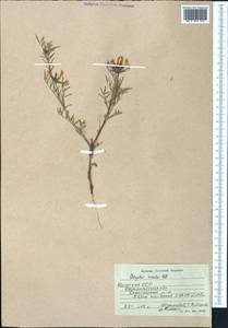 Astragalus cornutus Pall., Middle Asia, Northern & Central Kazakhstan (M10) (Kazakhstan)