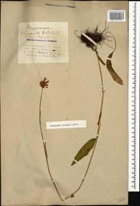 Bistorta carnea (K. Koch) Kom., Caucasus, Azerbaijan (K6) (Azerbaijan)