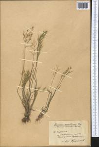 Bromus gracillimus Bunge, Middle Asia, Pamir & Pamiro-Alai (M2) (Kyrgyzstan)