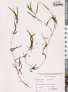 Potamogeton gramineus L., Siberia, Chukotka & Kamchatka (S7) (Russia)