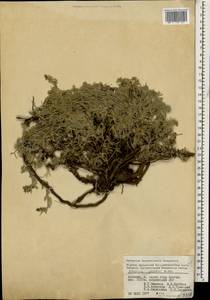 Artemisia splendens Willd., Caucasus, Armenia (K5) (Armenia)