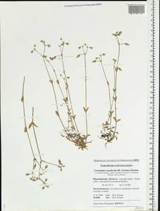 Cerastium holosteoides Fr., Eastern Europe, Northern region (E1) (Russia)