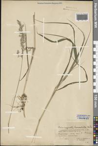 Calamagrostis canescens (Weber) Roth, Eastern Europe, Northern region (E1) (Russia)