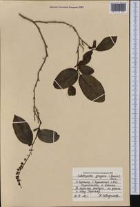 Leucothoe grayana Maxim., Siberia, Russian Far East (S6) (Russia)