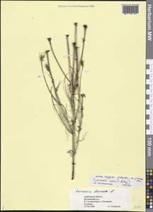 Scorzonera cana (C. A. Mey.) O. Hoffm., Eastern Europe, Central forest-and-steppe region (E6) (Russia)