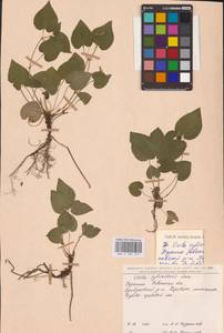 Viola reichenbachiana Jord. ex Boreau, Eastern Europe, North Ukrainian region (E11) (Ukraine)