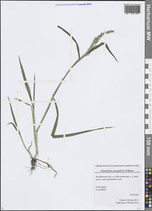 Echinochloa crus-galli (L.) P.Beauv., Eastern Europe, Eastern region (E10) (Russia)