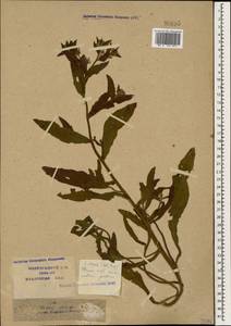 Lycopsis arvensis L., Caucasus, Krasnodar Krai & Adygea (K1a) (Russia)