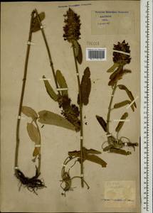 Betonica orientalis L., Caucasus (no precise locality) (K0)