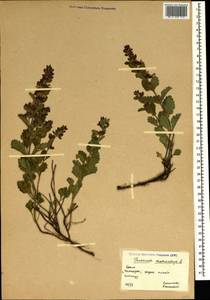 Teucrium chamaedrys L., Crimea (KRYM) (Russia)