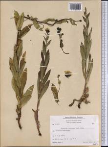 Hieracium umbellatum subsp. umbellatum, America (AMER) (Greenland)