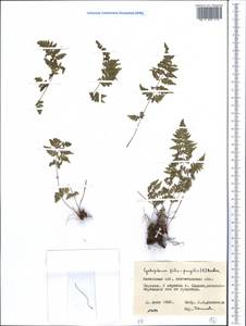 Cystopteris fragilis (L.) Bernh., Middle Asia, Northern & Central Kazakhstan (M10) (Kazakhstan)