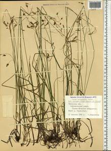 Carex magellanica subsp. irrigua (Wahlenb.) Hiitonen, Siberia, Western Siberia (S1) (Russia)