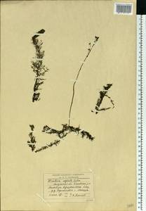 Utricularia ×australis R. Br., Eastern Europe, Central region (E4) (Russia)