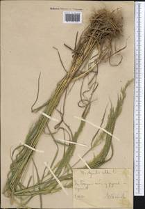 Agrostis, Middle Asia, Western Tian Shan & Karatau (M3) (Uzbekistan)