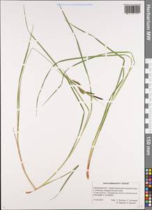 Carex middendorffii F.Schmidt, Siberia, Russian Far East (S6) (Russia)