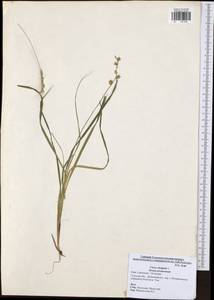 Carex elongata L., Eastern Europe, Central region (E4) (Russia)