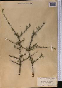 Rhamnus integrifolia DC., Middle Asia, Kopet Dag, Badkhyz, Small & Great Balkhan (M1) (Turkmenistan)