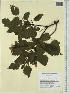 Acer tataricum L., Western Europe (EUR) (Bulgaria)