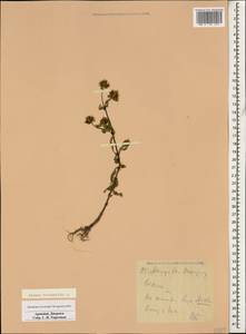 Bidens tripartita L., Caucasus, Armenia (K5) (Armenia)