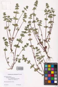MHA 0 154 561, Lamium amplexicaule L., Eastern Europe, Central region (E4) (Russia)