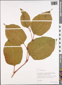Reynoutria × bohemica Chrtek & Chrtková, Eastern Europe, North-Western region (E2) (Russia)