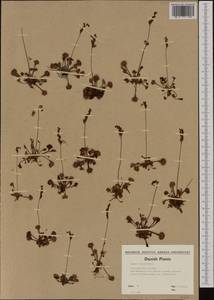 Drosera rotundifolia L., Western Europe (EUR) (Denmark)