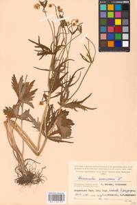 Ranunculus auricomus L., Eastern Europe, Moscow region (E4a) (Russia)