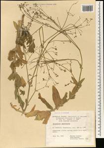 Gypsophila perfoliata L., South Asia, South Asia (Asia outside ex-Soviet states and Mongolia) (ASIA) (Turkey)