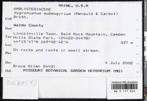 Pseudohygrohypnum subeugyrium (Renauld & Cardot) Ignatov & Ignatova, Bryophytes, Bryophytes - America (BAm) (United States)