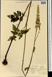 Actaea simplex (DC.) Wormsk. ex Fisch. & C. A. Mey., Mongolia (MONG) (Mongolia)