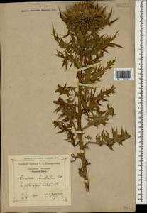 Cirsium obvallatum (M. Bieb.) M. Bieb., Caucasus, Krasnodar Krai & Adygea (K1a) (Russia)